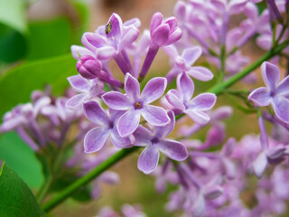 Fototapeta na wymiar Photo of a lilac branch with a flower of five petals. Close up syringa branch