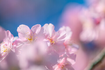 河津桜