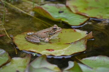 Frog on lotus