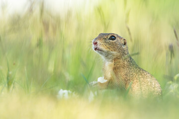 Naklejka na ściany i meble European ground squirrel (Spermophilus citellus), with beautiful green coloured background. Amazing endangered mammal with yellow hair in the steppe. Wildlife scene from nature, Czech Republic