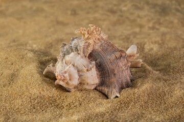 seashell on the bottom of the sea on the sand in the sun