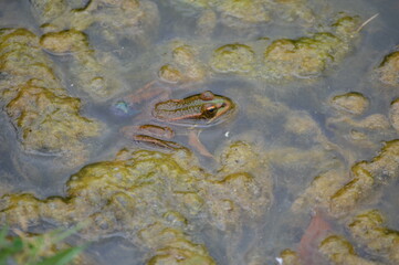 Frog on lotus