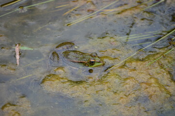 Frog on lotus