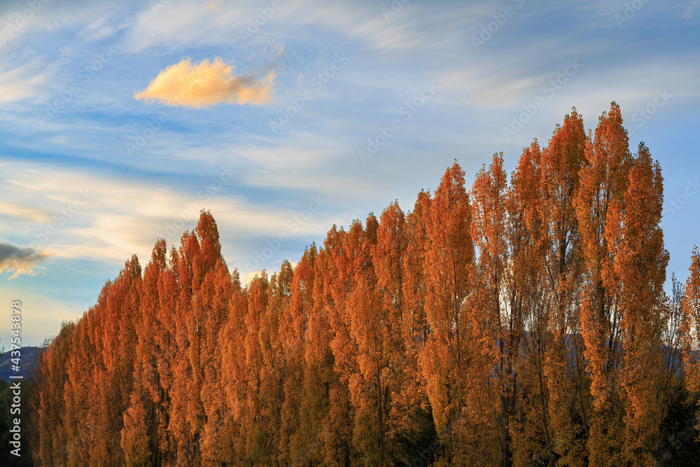 Wall mural rows of poplar trees with bright autumn foliage, lit up by the rays of the setting sun. otago region