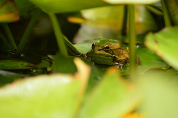 Frog on lotus