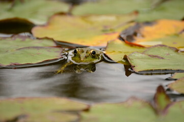 Frog on lotus