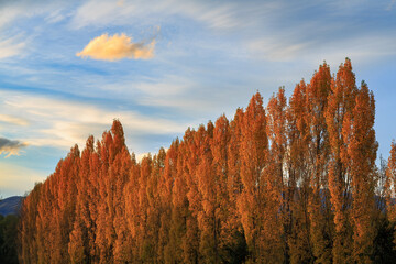 Fototapeta premium Rows of poplar trees with bright autumn foliage, lit up by the rays of the setting sun. Otago region, South Island, New Zealand