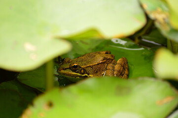 Frog on lotus