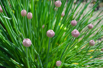 natural background or texture decorative onion, a farming and gardening concept