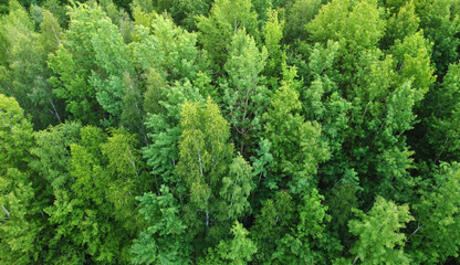 Fototapeta premium Top view of green evening forest with trees