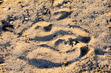 Giraffe Footprint