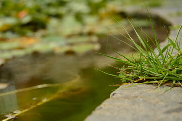 Grass on the water