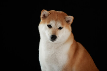 Red shiba inu female at background