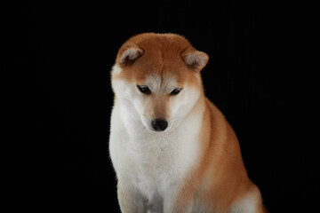 Red shiba inu female at background