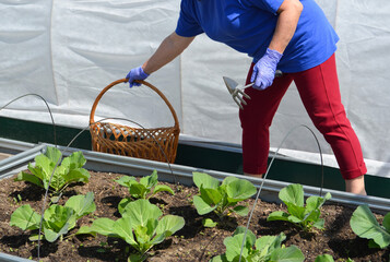 Caucasian senior woman in the garden. Gardening and sustainable summer concept