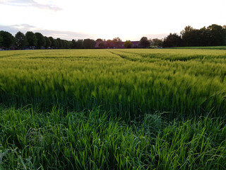 Fototapeta premium Wiese Feld