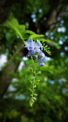flowers in the forest
