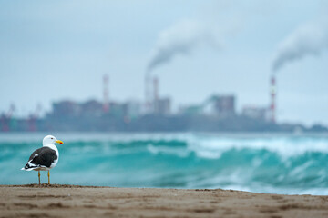seagull on the beach with thermoelectric, thermal power station background