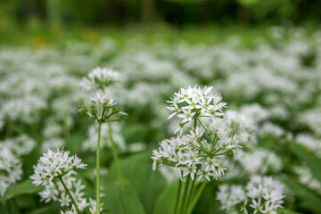 bear garlic