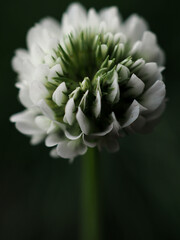 clover flower in a field