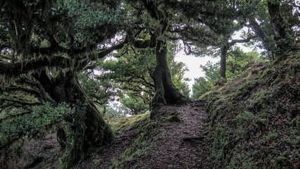 Madeira is a Portuguese island with great nature and hiking trails.