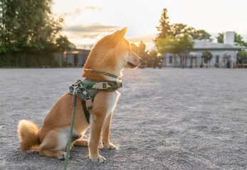 Cute shiba inu Red-haired Japanese dog sitting on park outdoor. side view.