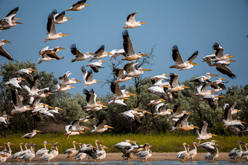 pelicans take off from the lake