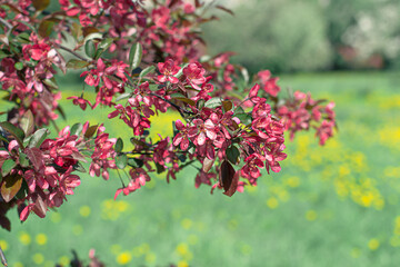 A branch of spring blooming apple tree with bright pink red flowers blooms in the park against a background of light grass, close-up
