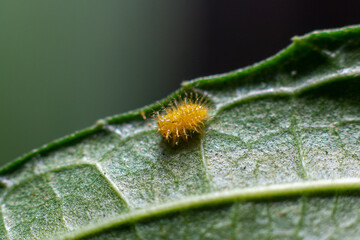 ladybug larva on green leaf