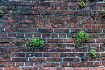 Wall of old bricks with herb as background