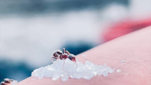 closeup of ant feeding on grain of suga