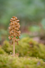 Birds nest orchid, Neottia nidus-avis