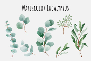 Watercolor eucalyptus leaves collection - obrazy, fototapety, plakaty