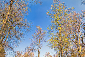 The beginning of spring - deciduous buds on trees.