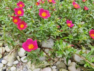Portulaca grandiflora (Portulaca, Moss Rose, Sun plant, Sun Rose) ; A colorful blossom, petals stacked overlapping in layers which variable and multi-colored. Perfect for Flower Background