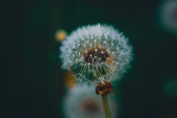 close up of dandelion on a dark background