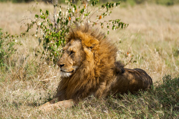 Male Lion