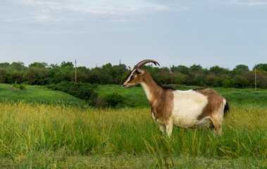 Proud and beautiful goat stands in the green meadow and looking in the distance. Alone goat with big horns standing in the field. Countryside landscape with farm animals.
