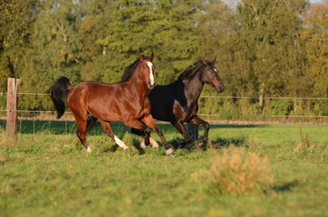 Obraz premium Warmblüter auf der Koppel