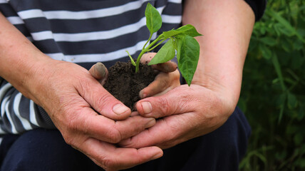 A child holds a green plant on dark brown soil, pepper seedlings. selective focus