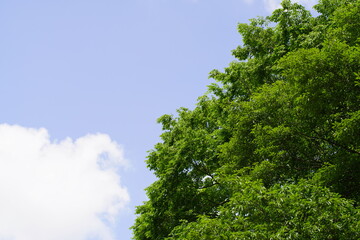 Obraz premium 初夏のウォーキングコース 緑に覆われる植物園