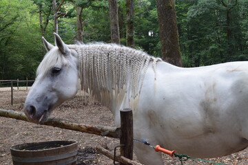 Cheval blanc crin tresse enclos