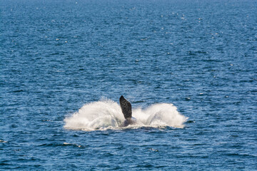 Whale jumping behavior in Peninsula Valdes  Patagonia, Unesco World Heritage Site,  Argentina