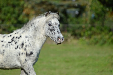 Appaloosa Pony