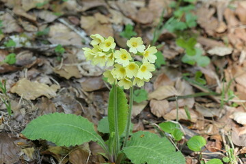 Schlüsselblume