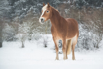 Fototapeta premium Haflinger im Schnee