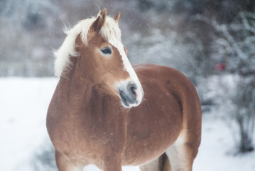 Haflinger im Schnee © ScullyPictures