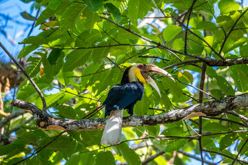 Wreathed hornbill (Bar-pouched wreathed hornbill) male rest on branch in nature.