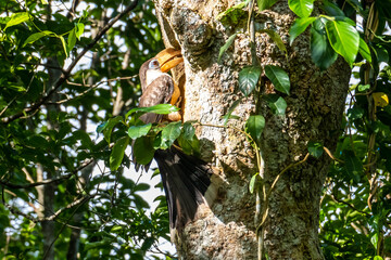 Family of White-throated Brown Hornbill feeding with fruits and insects in the mouth to one in the cavity on tree trunk, Khao Yai NP, northeastern Thailand.