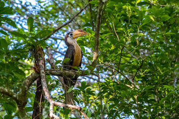Family of White-throated Brown Hornbill feeding with fruits and insects in the mouth to one in the...